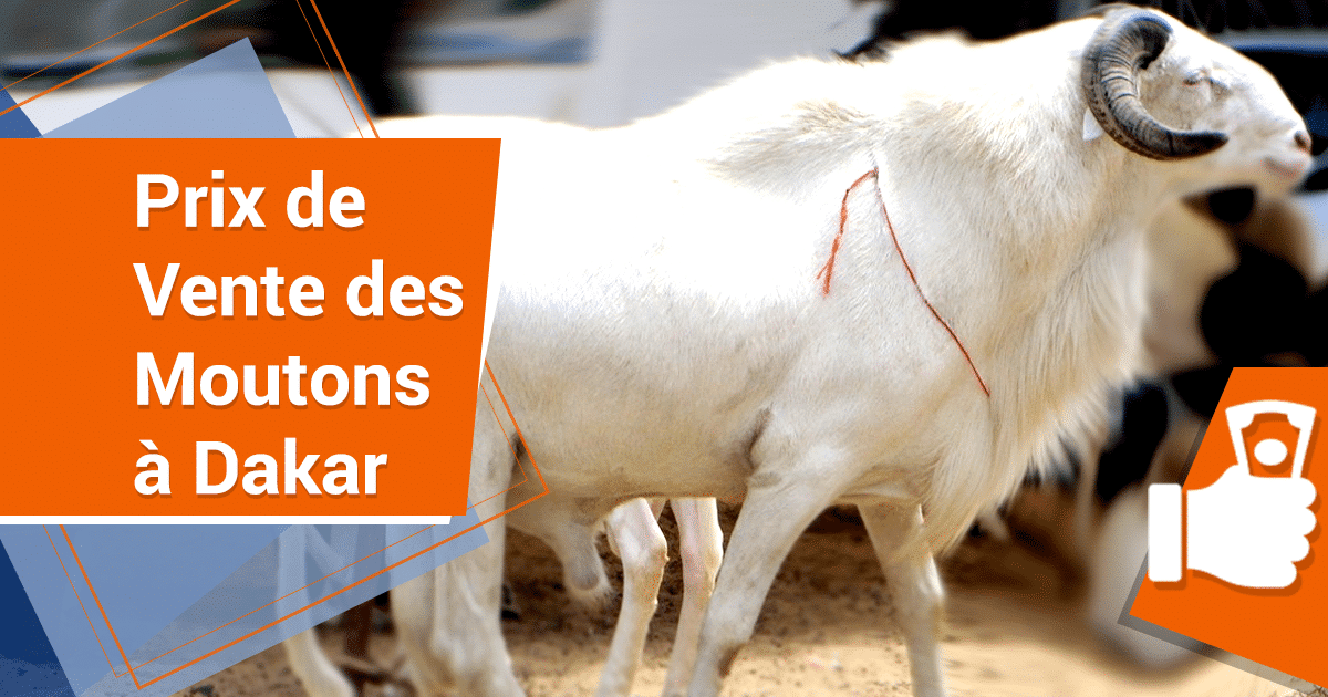 Prix de Vente de Moutons à Dakar