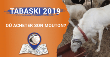 Tabaski 2019 : Où acheter son mouton?